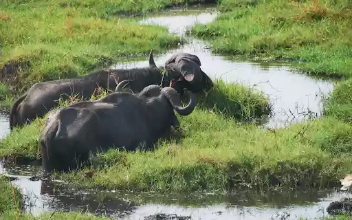 Buffalo lagoon from Chrome web store to be run with OffiDocs Chromium online Buffalo lagoon from Chrome web store to be run with OffiDocs Chromium online