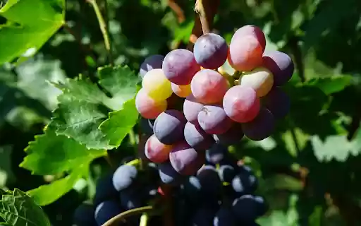 Bunches of grapes turn purple  from Chrome web store to be run with OffiDocs Chromium online