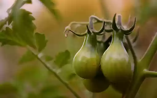 Bunches of green tomatoes  from Chrome web store to be run with OffiDocs Chromium online