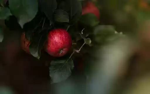 Bunches of ripe red apples  from Chrome web store to be run with OffiDocs Chromium online