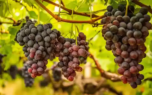 Bunch of delicious purple grapes  from Chrome web store to be run with OffiDocs Chromium online