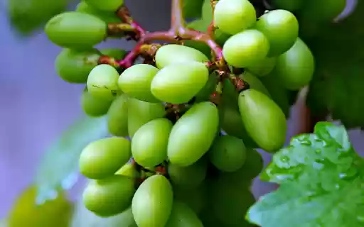 Bunch of grapes growing  from Chrome web store to be run with OffiDocs Chromium online