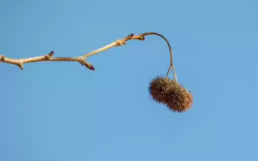 Bunch of two thorns  from Chrome web store to be run with OffiDocs Chromium online