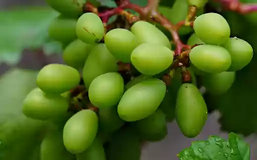 Bunch of Young Green Grapes  from Chrome web store to be run with OffiDocs Chromium online