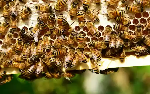 Busy Bee Hive Theme  from Chrome web store to be run with OffiDocs Chromium online