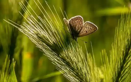 Butterflies and Butterflies  from Chrome web store to be run with OffiDocs Chromium online