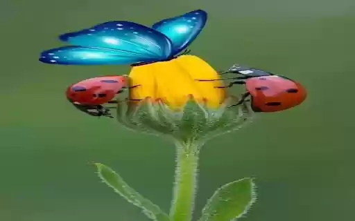 Butterfly, orange beetle and flower bud wallpapers  from Chrome web store to be run with OffiDocs Chromium online
