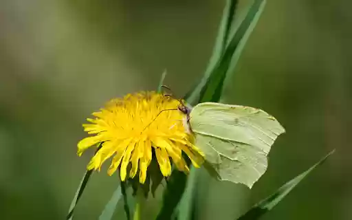 Butterfly with yellow leaves and flowers  from Chrome web store to be run with OffiDocs Chromium online