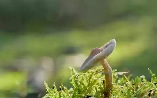 Button mushroom on moss  from Chrome web store to be run with OffiDocs Chromium online