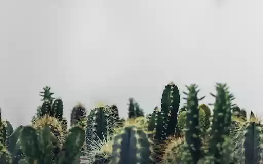 Cactus dust  from Chrome web store to be run with OffiDocs Chromium online