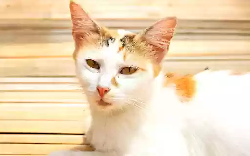 Calico cat basking in the sun  from Chrome web store to be run with OffiDocs Chromium online