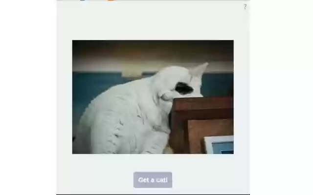 Calm down...get a cat! from Chrome web store to be run with OffiDocs Chromium online Calm down...get a cat! from Chrome web store to be run with OffiDocs Chromium online