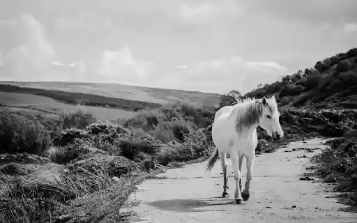Camargure Horse Walks a Lonely Road  from Chrome web store to be run with OffiDocs Chromium online