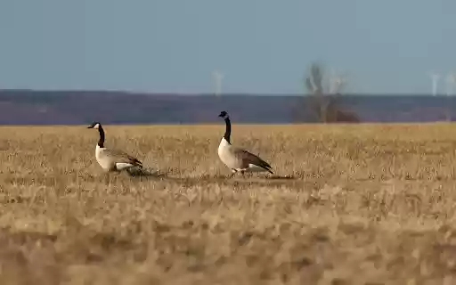 Canada Geese in Visingsö Landscape  from Chrome web store to be run with OffiDocs Chromium online