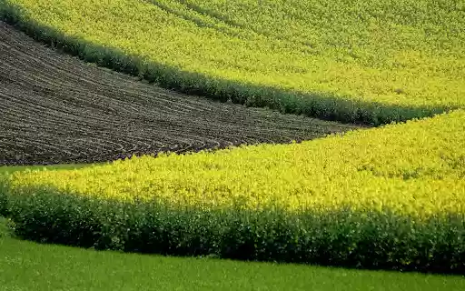 Canola Field  from Chrome web store to be run with OffiDocs Chromium online