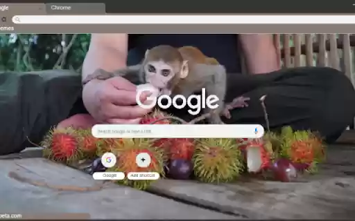 Capuchin Monkey  from Chrome web store to be run with OffiDocs Chromium online