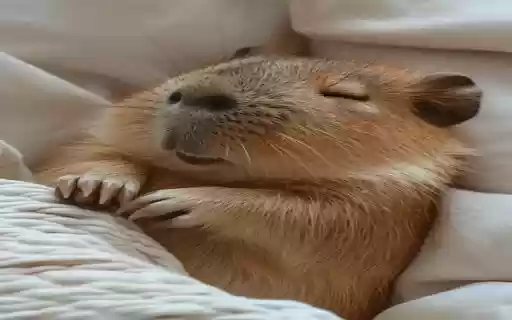 capybara wallpaper  from Chrome web store to be run with OffiDocs Chromium online