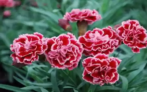 carnation wallpaper  from Chrome web store to be run with OffiDocs Chromium online