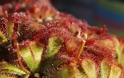 Carnivorous Plant  from Chrome web store to be run with OffiDocs Chromium online