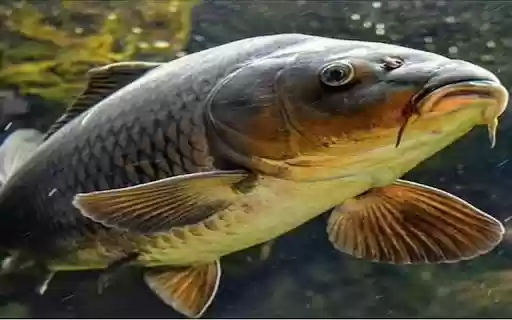 carp wallpaper  from Chrome web store to be run with OffiDocs Chromium online