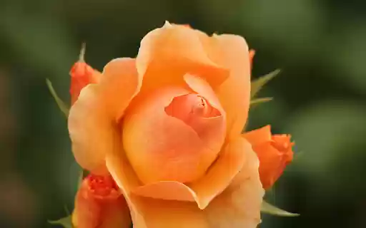 Carrot colored roses  from Chrome web store to be run with OffiDocs Chromium online