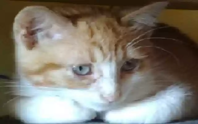 CatAdolfo  from Chrome web store to be run with OffiDocs Chromium online