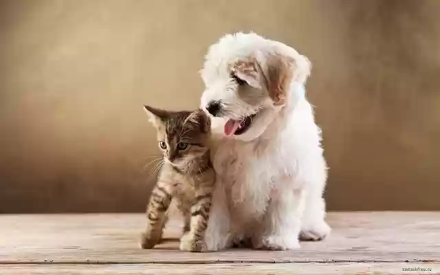 Cat and Dog from Chrome web store to be run with OffiDocs Chromium online Cat and Dog from Chrome web store to be run with OffiDocs Chromium online