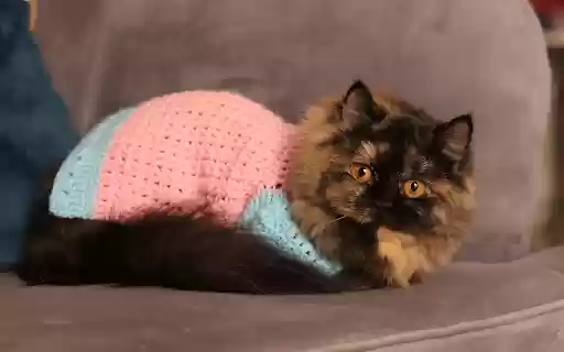 Cat and Pink Shirt from Chrome web store to be run with OffiDocs Chromium online Cat and Pink Shirt from Chrome web store to be run with OffiDocs Chromium online