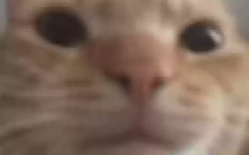 Cat Image Extension  from Chrome web store to be run with OffiDocs Chromium online