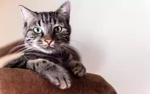 Cat lying on the sofa  from Chrome web store to be run with OffiDocs Chromium online