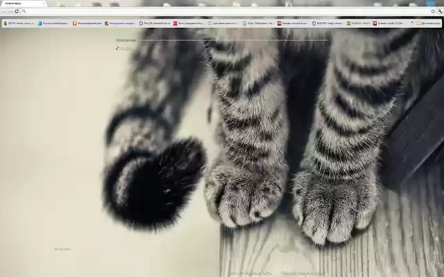cats  from Chrome web store to be run with OffiDocs Chromium online