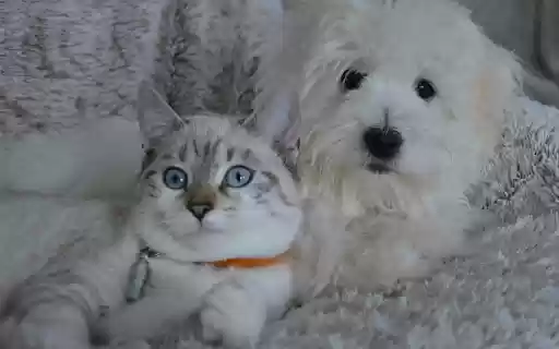 Cats and dogs love each other from Chrome web store to be run with OffiDocs Chromium online Cats and dogs love each other from Chrome web store to be run with OffiDocs Chromium online