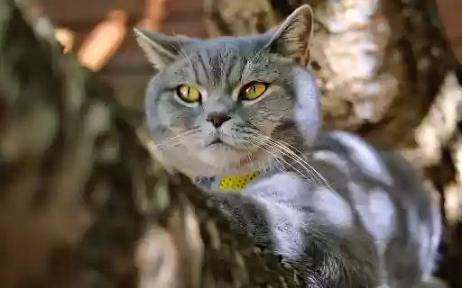 Cat sunbathing on a tree from Chrome web store to be run with OffiDocs Chromium online Cat sunbathing on a tree from Chrome web store to be run with OffiDocs Chromium online