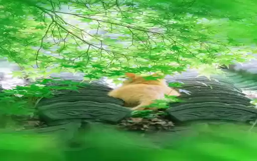 Cat under tree foliage wallpaper  from Chrome web store to be run with OffiDocs Chromium online