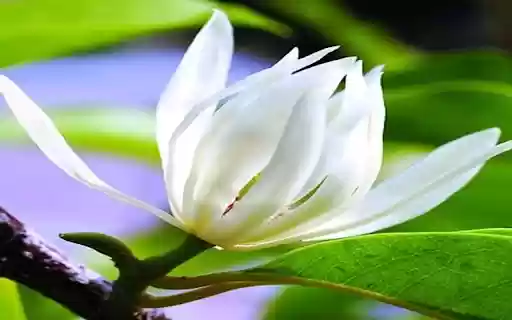 Champaca flower wallpaper  from Chrome web store to be run with OffiDocs Chromium online