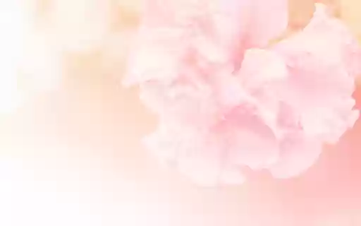 Cherry Blossom Branches in Bloom on Pink  from Chrome web store to be run with OffiDocs Chromium online