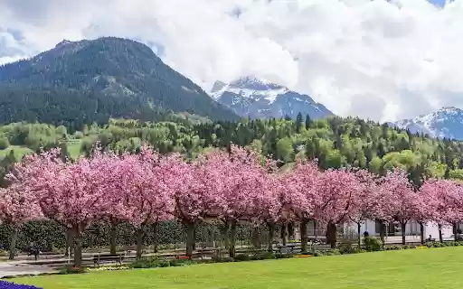 Cherry blossom garden  from Chrome web store to be run with OffiDocs Chromium online