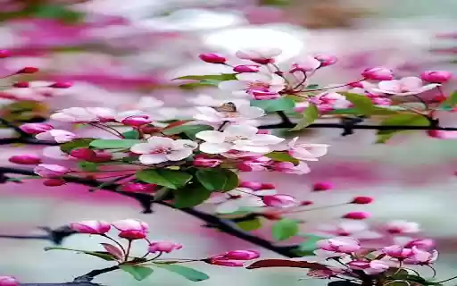 Cherry blossom wallpaper  from Chrome web store to be run with OffiDocs Chromium online