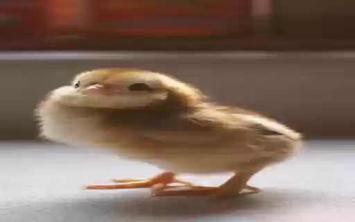 chicks wallpaper  from Chrome web store to be run with OffiDocs Chromium online