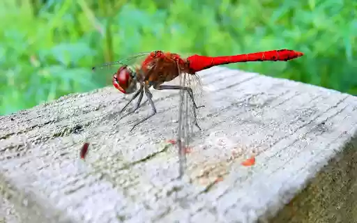 Chili Dragonfly  from Chrome web store to be run with OffiDocs Chromium online