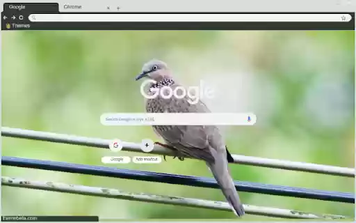 Chim Bo Cau Rung from Chrome web store to be run with OffiDocs Chromium online Chim Bo Cau Rung from Chrome web store to be run with OffiDocs Chromium online