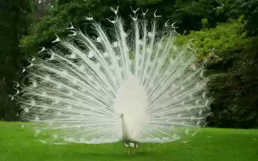 Chim công trắng da Chrome Web Store para ser executado com o OffiDocs Chromium online