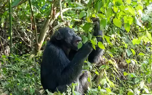 Chimpanzee and the Tree  from Chrome web store to be run with OffiDocs Chromium online