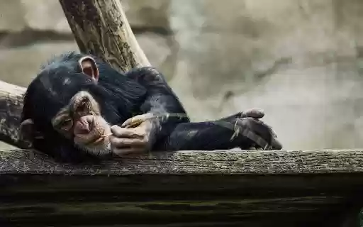 Chimps floss their teeth  from Chrome web store to be run with OffiDocs Chromium online