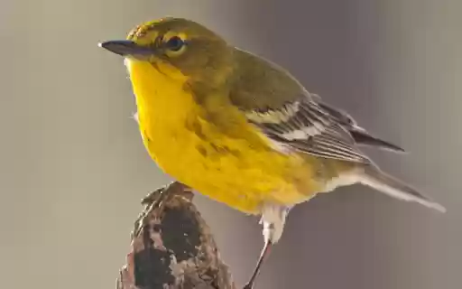 Chim trích bông  from Chrome web store to be run with OffiDocs Chromium online