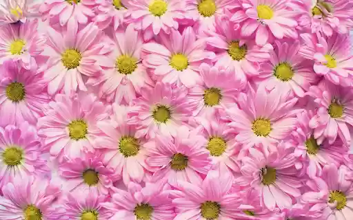 Chrysanthemum arrangement  from Chrome web store to be run with OffiDocs Chromium online