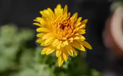 Chrysanthemums bloom  from Chrome web store to be run with OffiDocs Chromium online