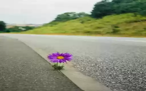 Chrysanthemums growing on the the highway wallpaper  from Chrome web store to be run with OffiDocs Chromium online