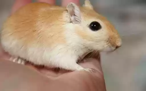 Chuột vàng จาก Chrome web store ที่จะรันด้วย OffiDocs Chromium ออนไลน์ Chuột vàng จาก Chrome web store ที่จะรันด้วย OffiDocs Chromium ออนไลน์