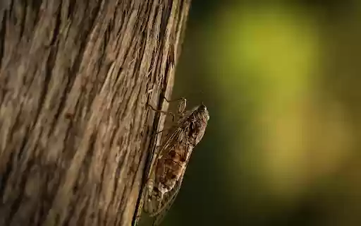 Cicada on the tree  from Chrome web store to be run with OffiDocs Chromium online